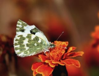 Yeni Beneklimelek (Pontia edusa)