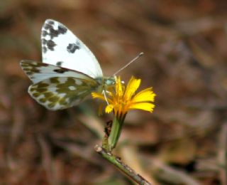 Yeni Beneklimelek (Pontia edusa)