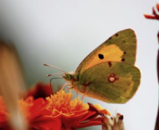 Sar Azamet (Colias croceus)