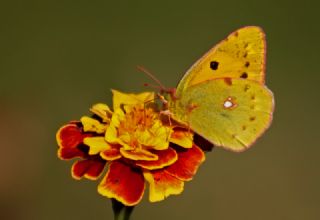 Sar Azamet (Colias croceus)