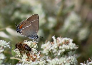 Gzel Sevbeni (Satyrium spini)