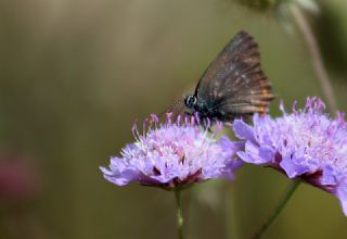 Byk Sevbeni (Satyrium ilicis)