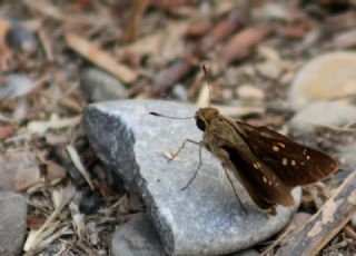 Beyaz illi Kara Zpzp (Pelopidas  thrax)