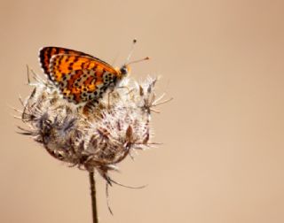 Gzel parhan (Melitaea trivia)