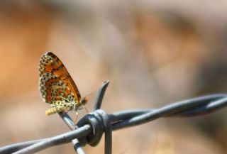 Gzel parhan (Melitaea trivia)