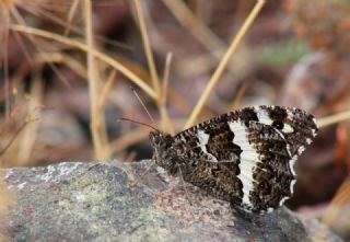 Kara Murat (Brintesia  circe)