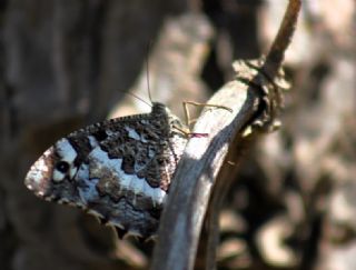 Kara Murat (Brintesia  circe)