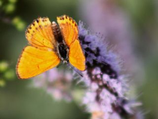 Kk Ate Gzeli (Lycaena thersamon)