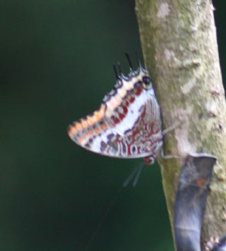 ift Kuyruklu Paa (Charaxes jasius )