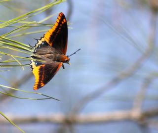 ift Kuyruklu Paa (Charaxes jasius )