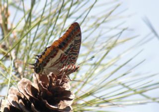 ift Kuyruklu Paa (Charaxes jasius )