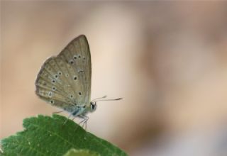 Anormal okgzl (Polyommatus admetus)