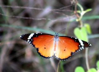 Sultan (Danaus chrysippus)