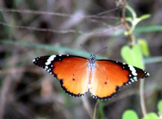 Sultan (Danaus chrysippus)