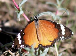 Sultan (Danaus chrysippus)