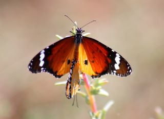 Sultan (Danaus chrysippus)