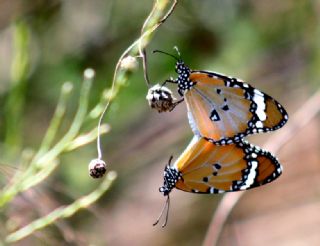 Sultan (Danaus chrysippus)