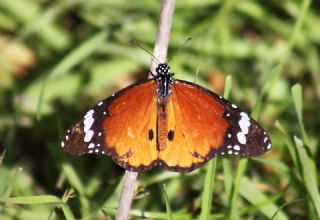 Sultan (Danaus chrysippus)