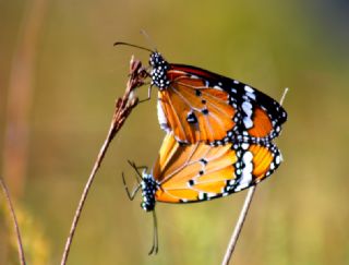 Sultan (Danaus chrysippus)