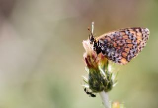 Hatayl parhan (Melitaea collina)