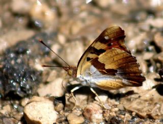 Anadolu ehzadesi (Thaleropis ionia)