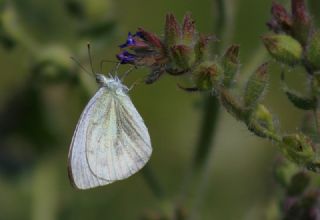 Yalanc Beyazmelek (Pieris pseudorapae)