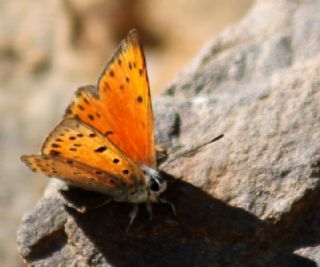 Anadolu Ate Gzeli (Lycaena asabinus)