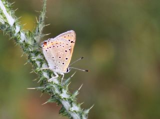 Anadolu Ate Gzeli (Lycaena asabinus)