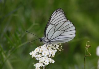 Al Beyaz (Aporia crataegi)