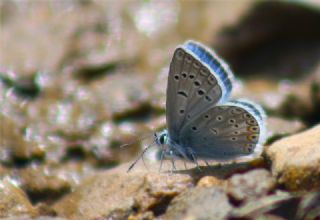 okgzl Kk Turan Mavisi (Polyommatus cornelius)