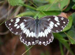 Kara Melike (Melanargia syriaca)