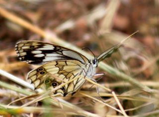 Kara Melike (Melanargia syriaca)