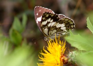 Kara Melike (Melanargia syriaca)