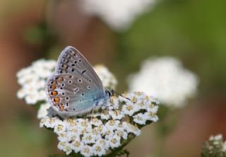 okgzl Hatay Mavisi (Polyommatus bollandi)
