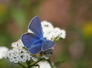 okgzl Hatay Mavisi (Polyommatus bollandi)