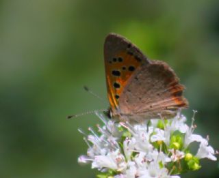 Benekli Bakr Gzeli (Lycaena phlaeas)