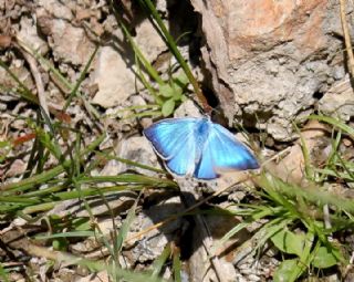 okgzl Teresya, Saimbeyli Mavisi (Polyommatus theresiae)