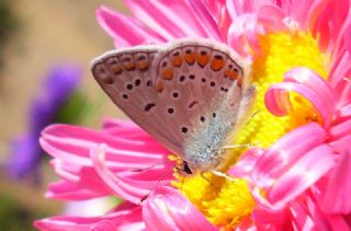 okgzl Meneke Mavisi (Polyommatus thersites)