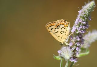 sli Bakr Gzeli (Lycaena tityrus)