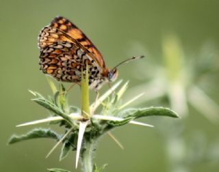 Benekli Byk parhan (Melitaea phoebe)