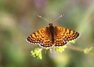 parhan (Melitaea cinxia)