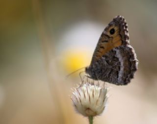 Seyit (Arethusana arethusa)