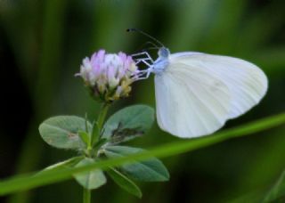 Narin Orman Beyaz (Leptidea sinapis)