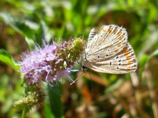 okgzl Esmer (Aricia agestis)