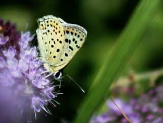 sli Bakr Gzeli (Lycaena tityrus)