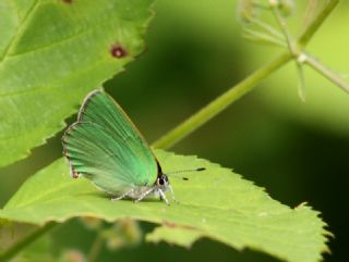 Byk Zmrt (Callophrys herculeana)