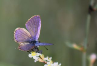 Mavi Zebra (Leptotes pirithous)