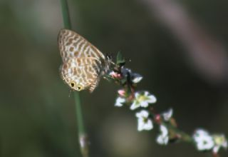 Mavi Zebra (Leptotes pirithous)