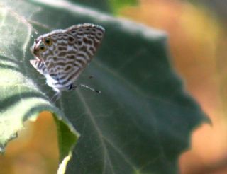 Mavi Zebra (Leptotes pirithous)