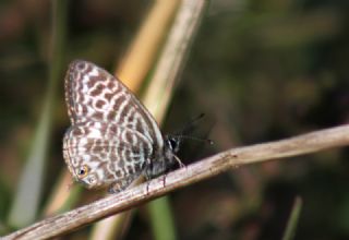 Mavi Zebra (Leptotes pirithous)